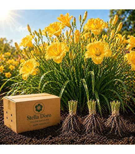 Amazon.com: Hemerocallis 'Stella D'Oro' (Daylily) Perennial